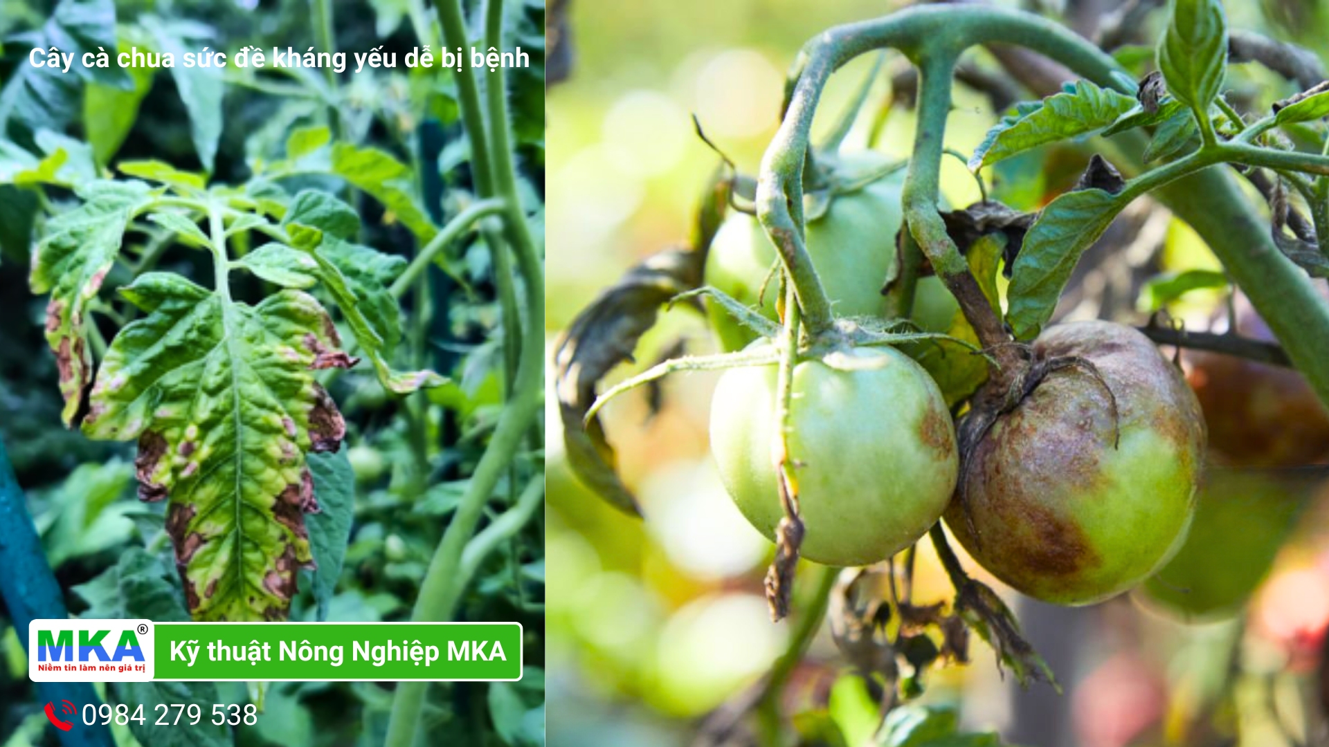 Biểu hiện cây trồng có sức đề kháng yếu